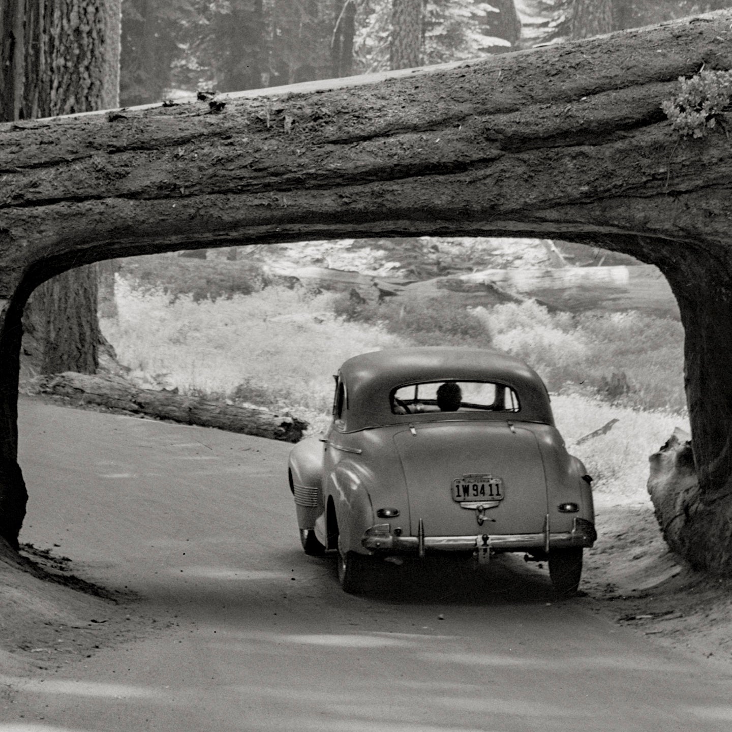 Giants of Time: The History of Sequoia Trees and Sequoia National Park