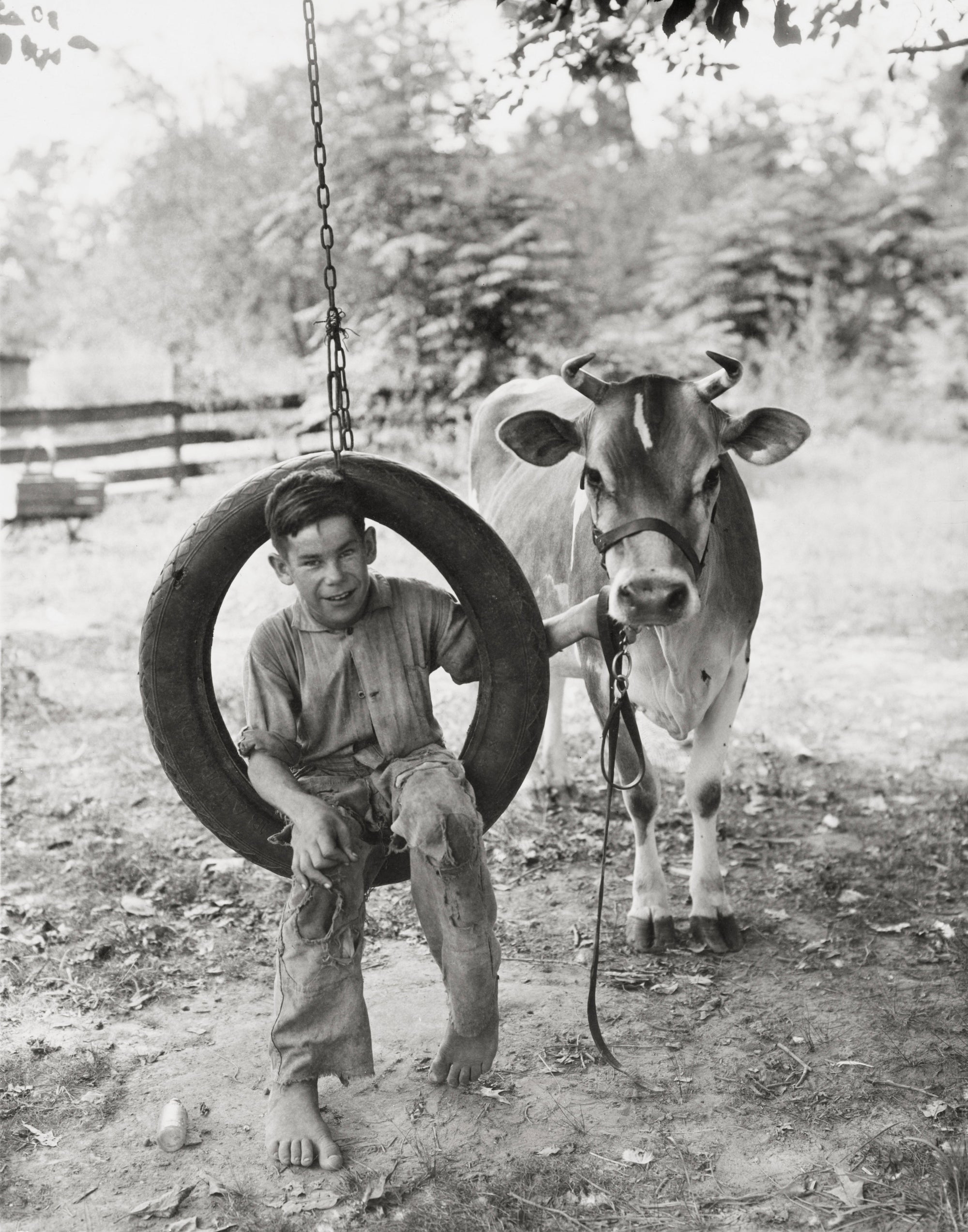 A Boy on a Tire Swing and Cow-Farm Photo, 1930 Historical Pix