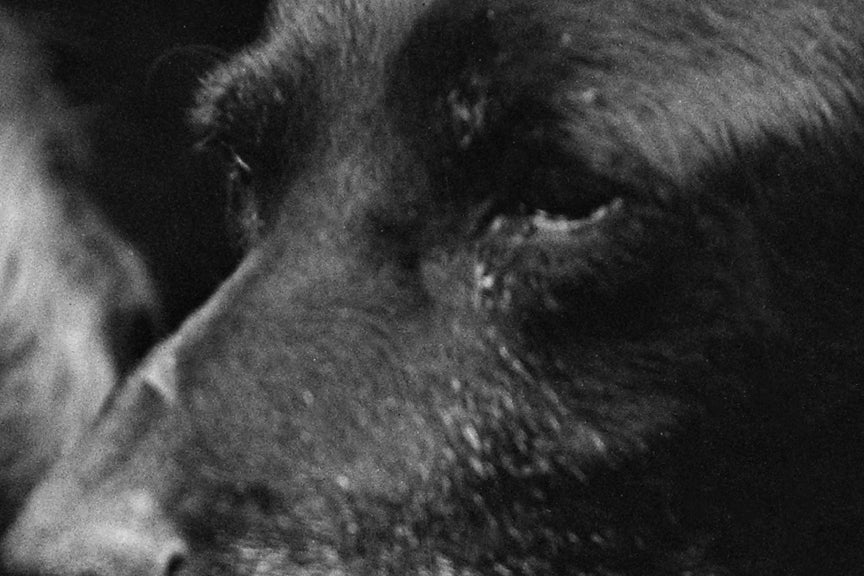 Black Labrador Retriever and Boy, 1920s Historical Pix