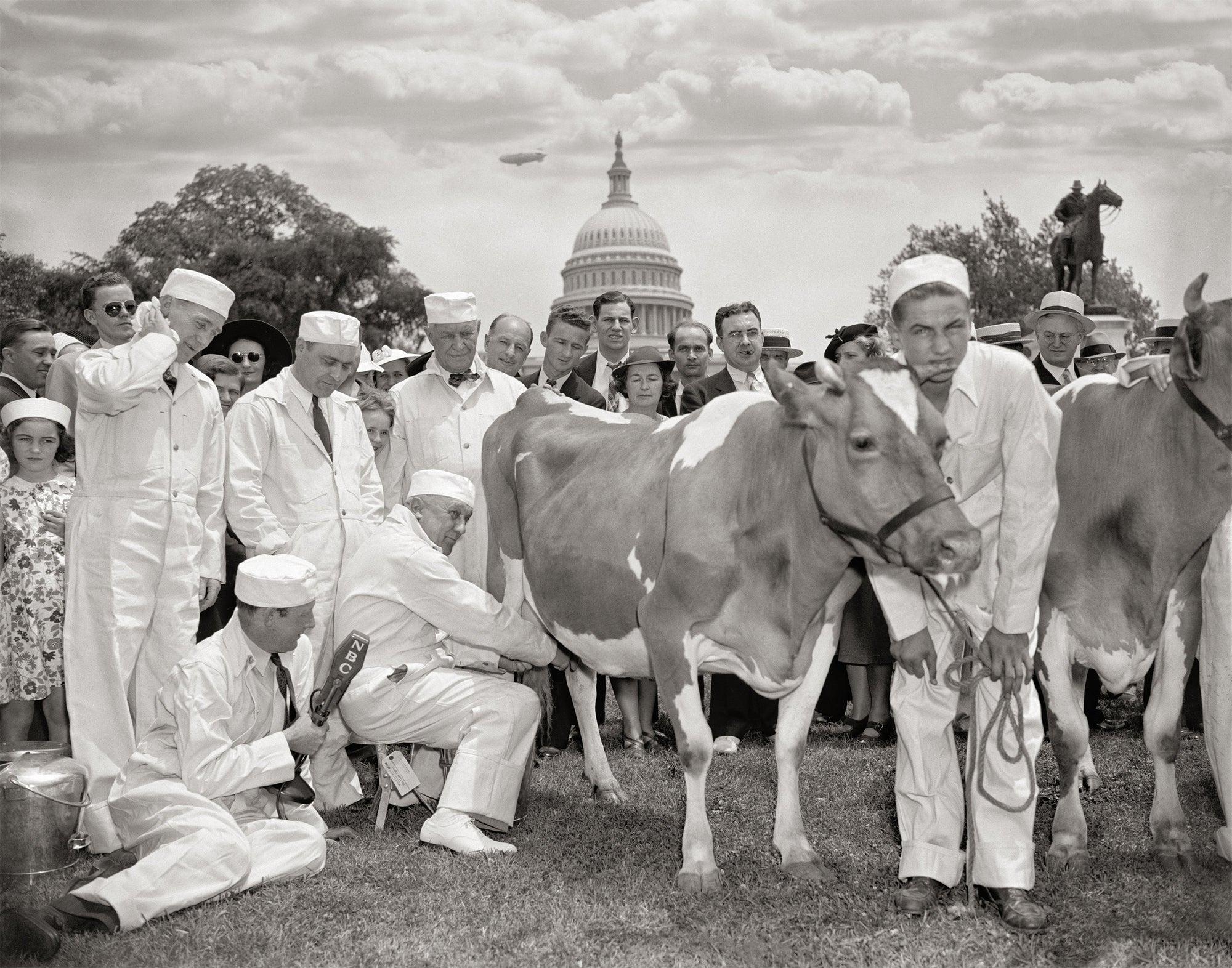 Congressional Milking Contest including congressmen and cow, 1938 Historical Pix