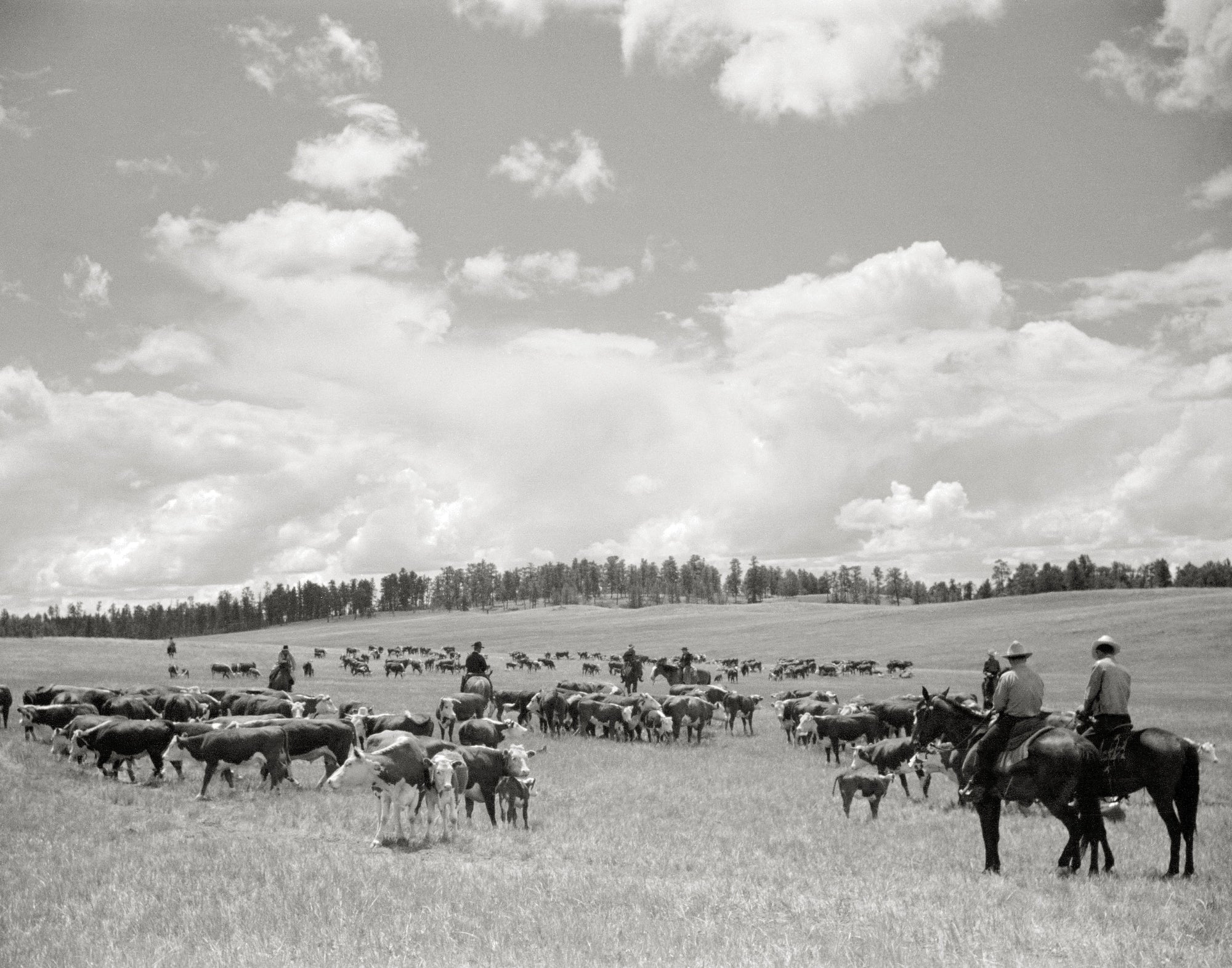 Cowboys and Cattle Photo Under Big Montana Sky, 1939 Historical Pix