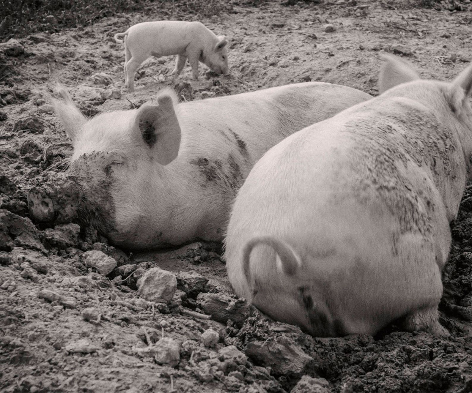 Pig Wall Photo Collection, Farmhouse and Country Photos Historical Pix