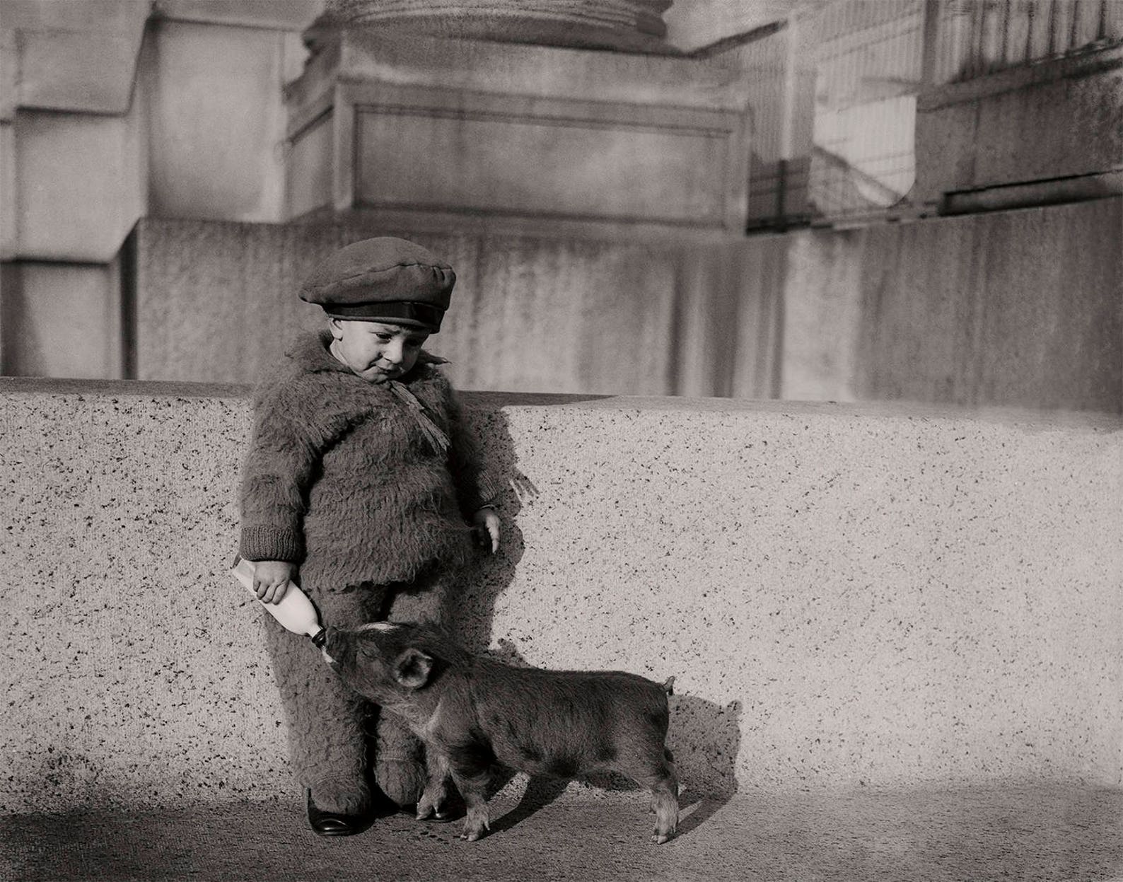 Pig Wall Photo Collection, Farmhouse and Country Photos Historical Pix