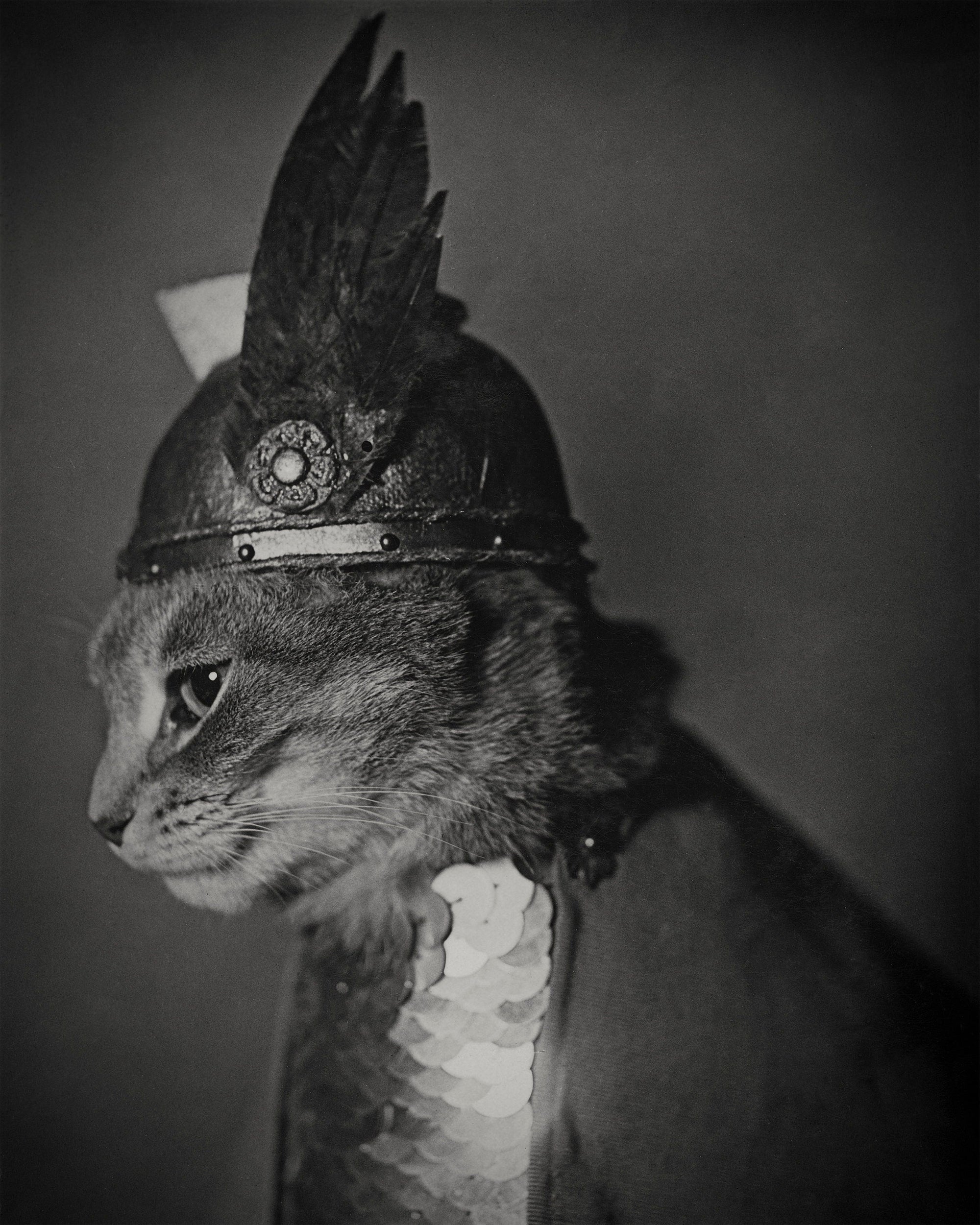 Viking Cat, Vintage Photo Historical Pix