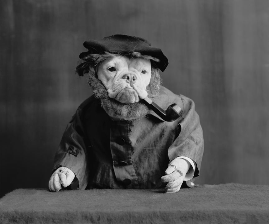 Bull Dog Portrait - Old Sea Captain, 1905 Historical Pix