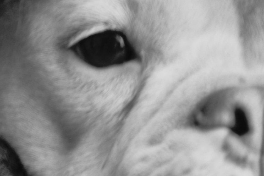 Bull Dog Portrait - Old Sea Captain, 1905 Historical Pix