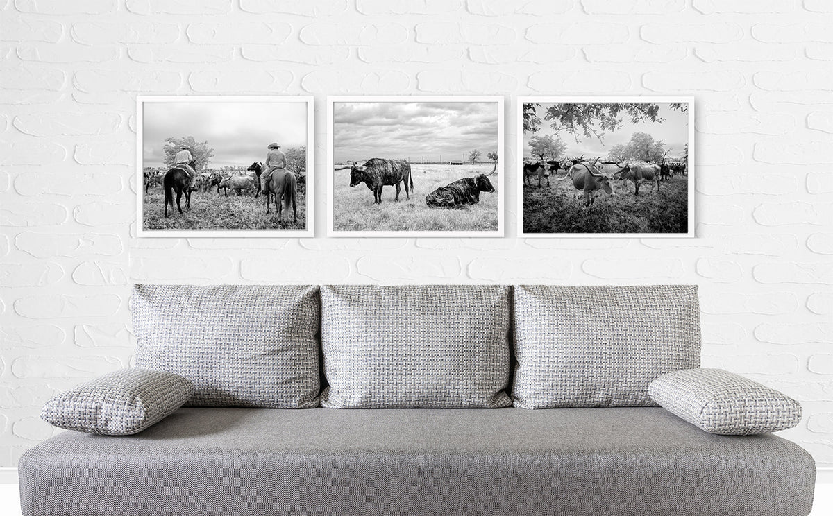 Cow Photo Collection, Three Photos of Long-Horn Steers Historical Pix