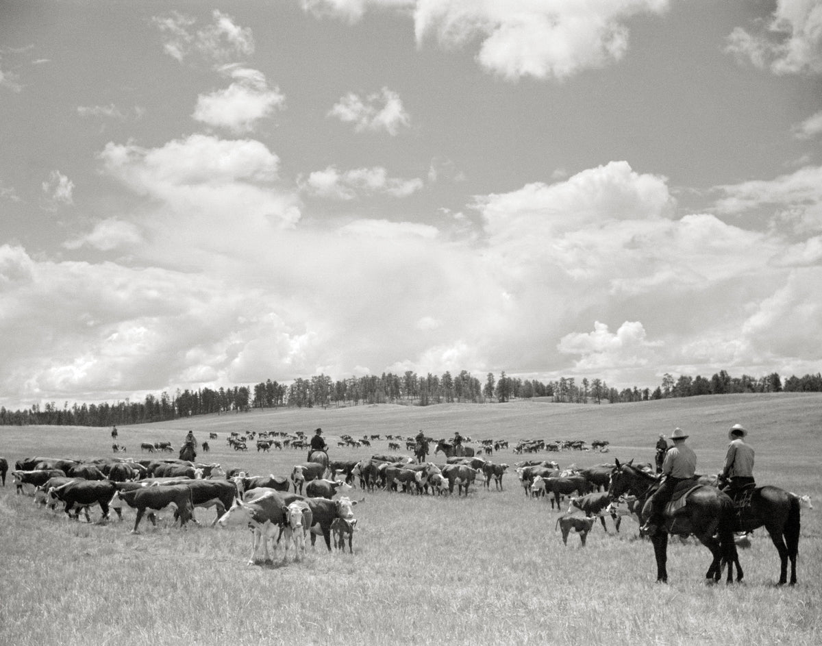 Cowboys and Cattle Photo Under Big Montana Sky, 1939 Historical Pix
