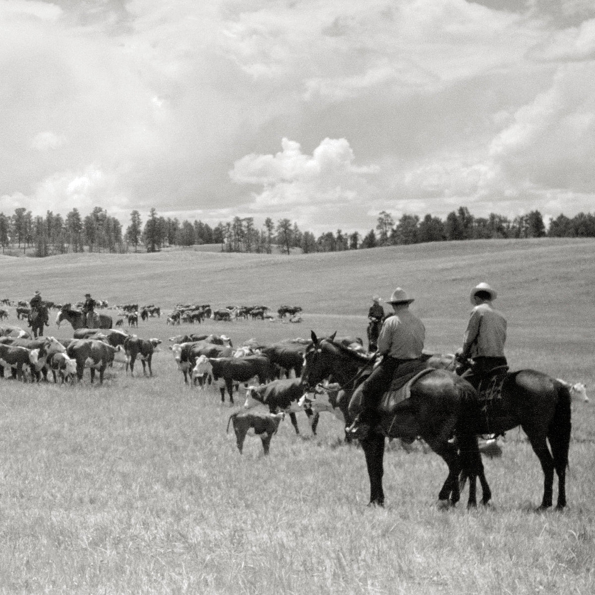 Cowboys and Cattle Photo Under Big Montana Sky, 1939 Historical Pix