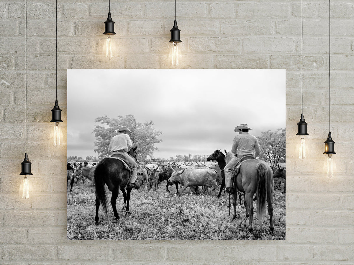 Cowboys and Longhorn Steer Historical Pix