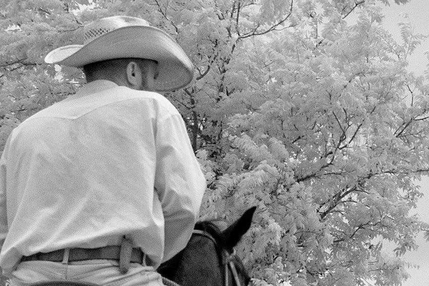 Cowboys and Longhorn Steer Historical Pix