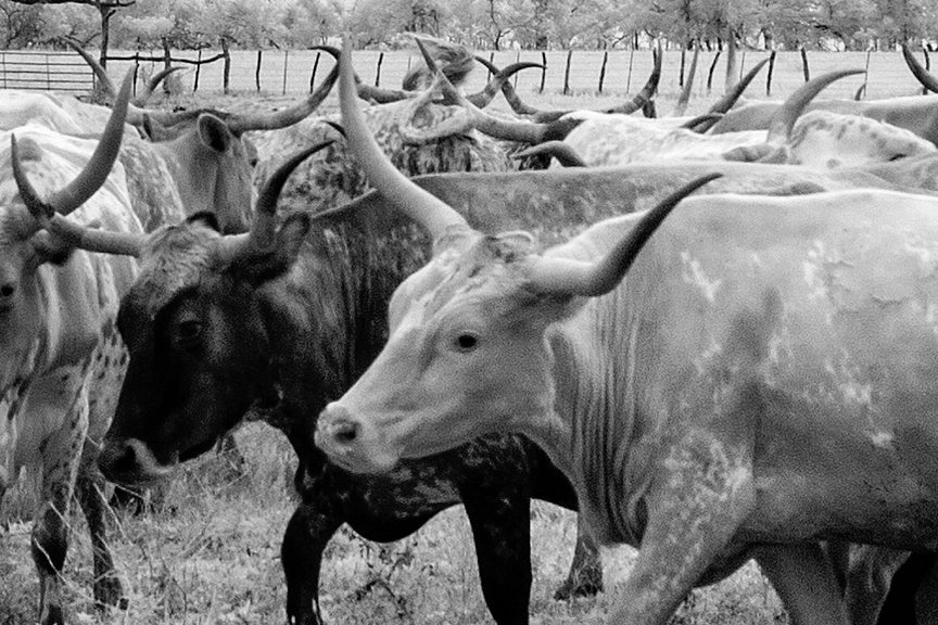 Cowboys and Longhorn Steer Historical Pix