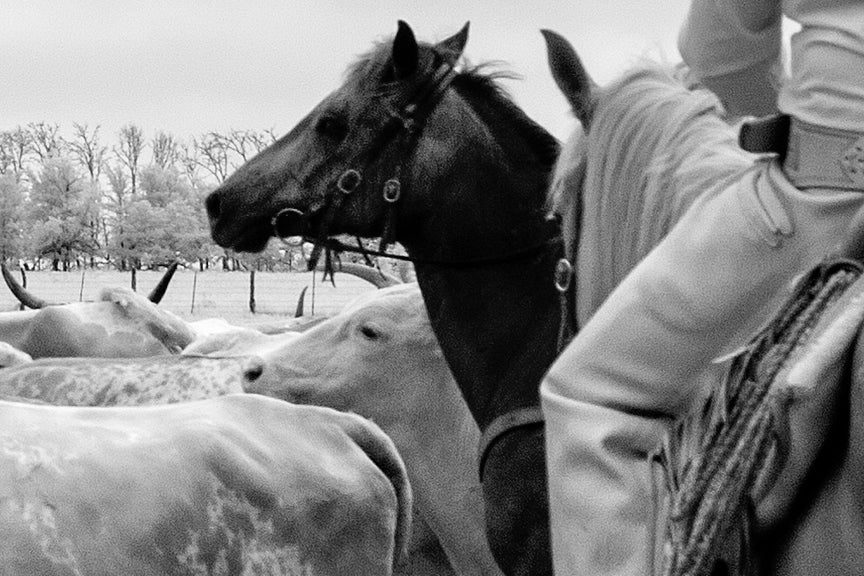 Cowboys and Longhorn Steer Historical Pix