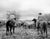 Cowboys and Longhorn Steer Historical Pix