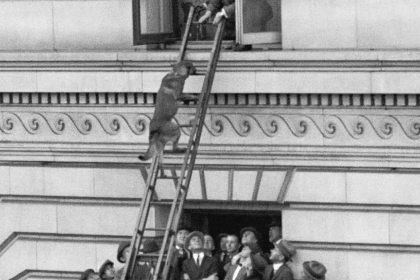 German Shepherd Climbs Ladder, 1923 Historical Pix
