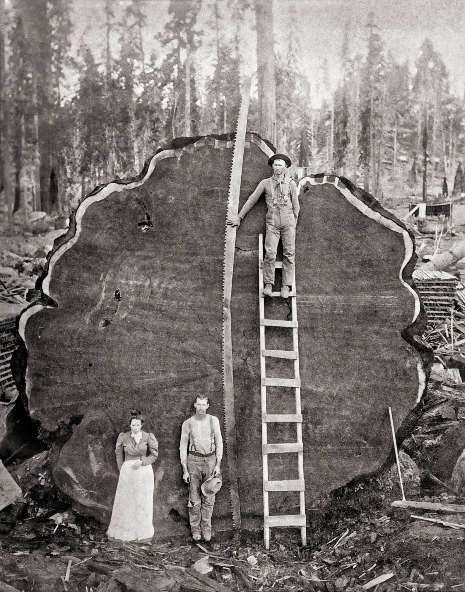 Giant Sequoia, Generals Highway, Three Rivers, Tulare County, CA, 1900 Historical Pix