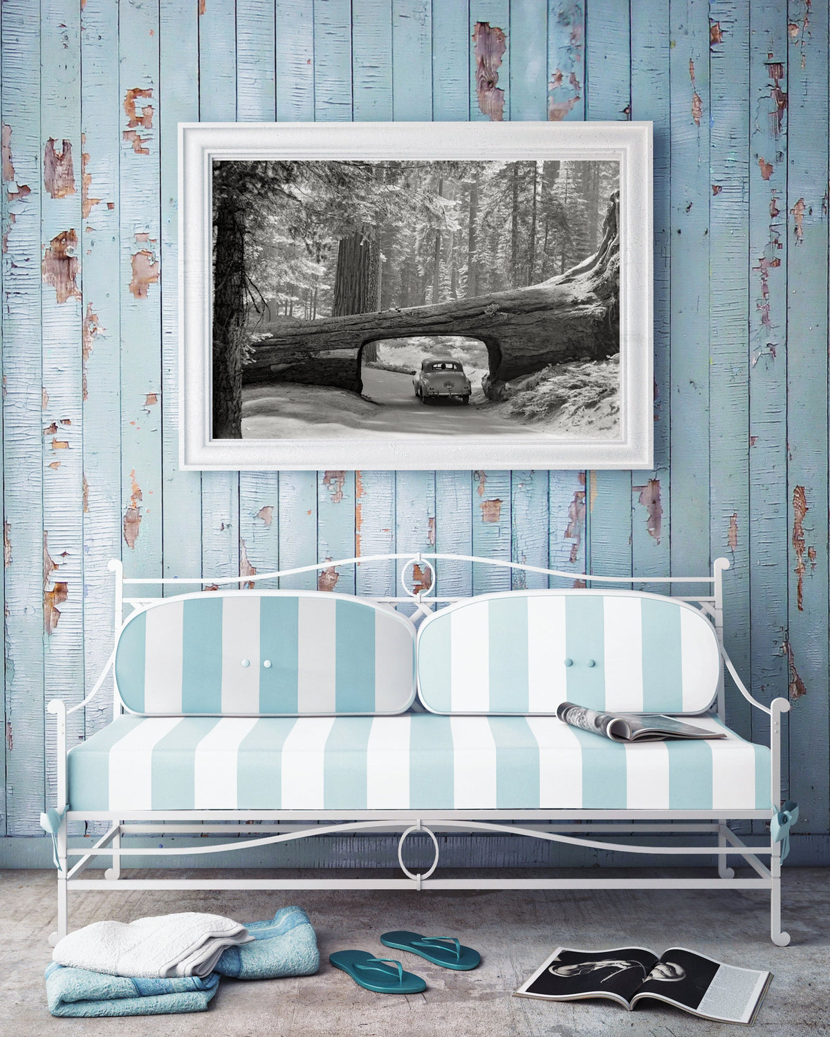 Giant Sequoia Tree Photo, Sequoia National Park, 1957 Historical Pix