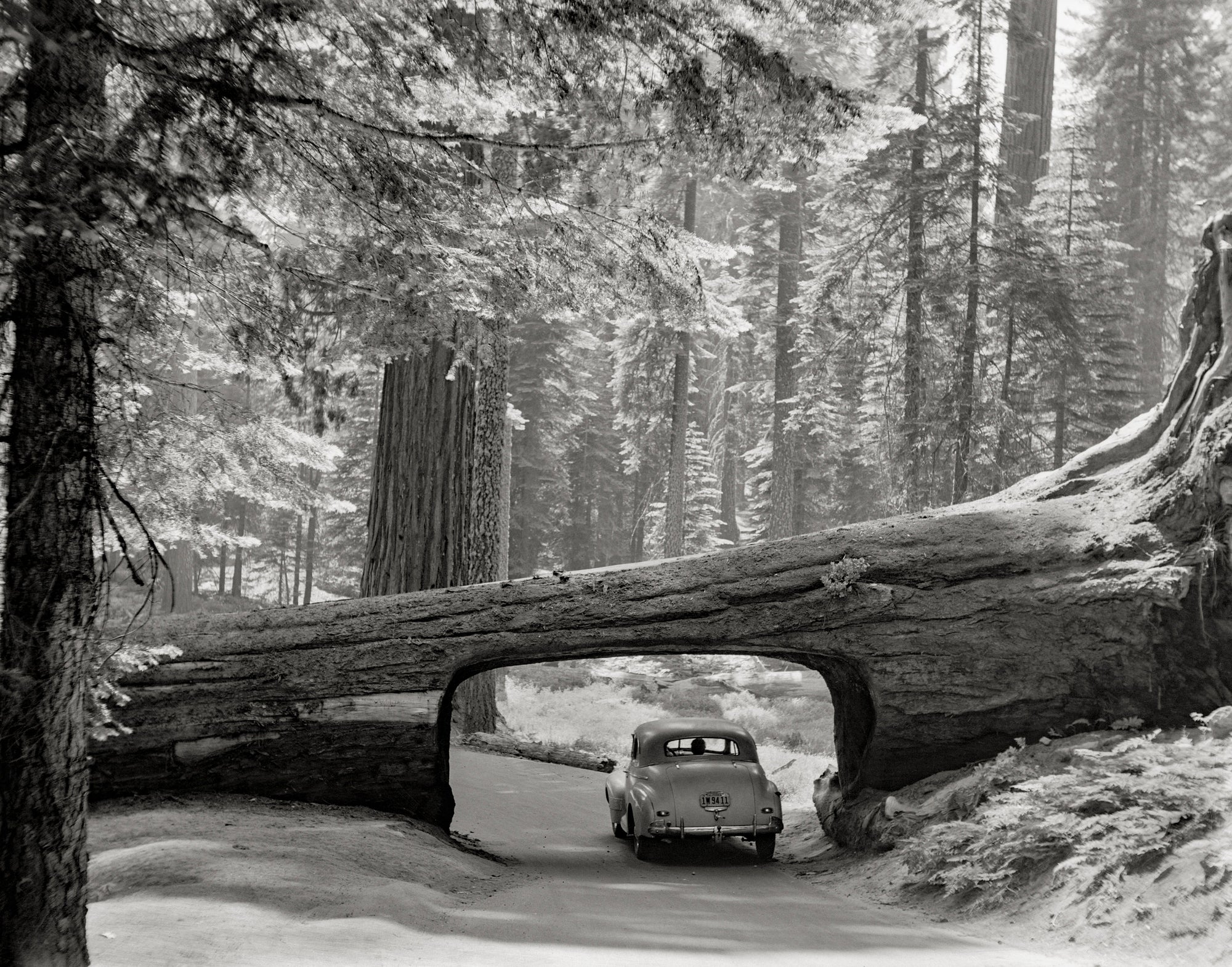 Giant Sequoia Tree Photo, Sequoia National Park, 1957 Historical Pix