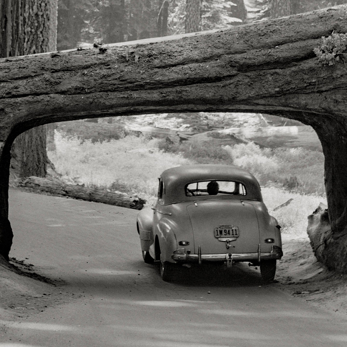Giant Sequoia Tree Photo, Sequoia National Park, 1957 Historical Pix