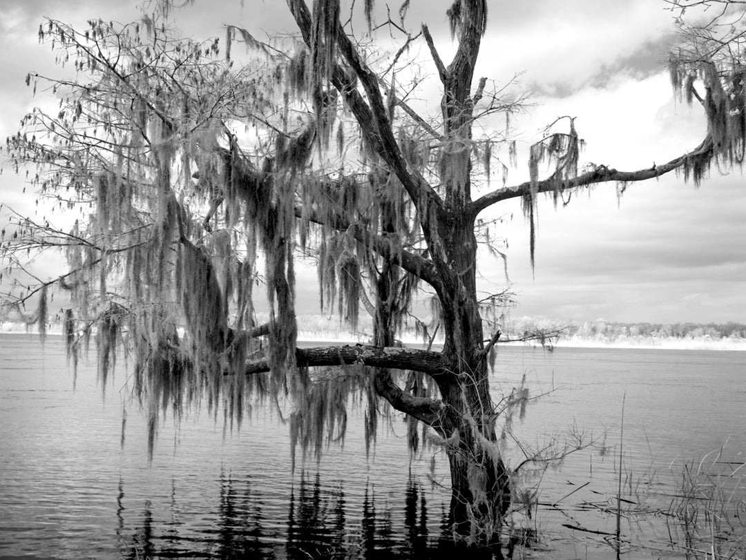 Infrared Photo, Alabama, Blakeley State Park Historical Pix