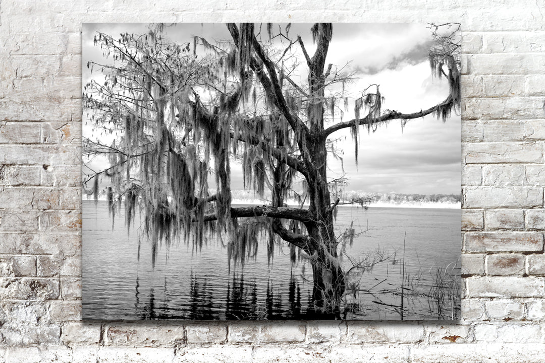 Infrared Photo, Alabama, Blakeley State Park Historical Pix