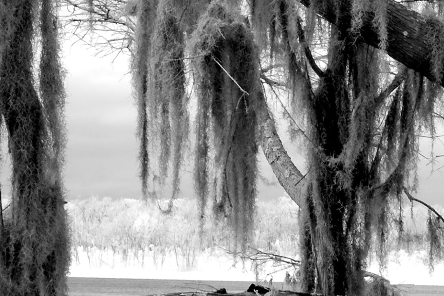 Infrared Photo, Alabama, Blakeley State Park Historical Pix