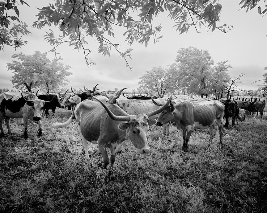 Longhorn Steer Photo Collection, Four Photos of Long-Horn Steers Historical Pix