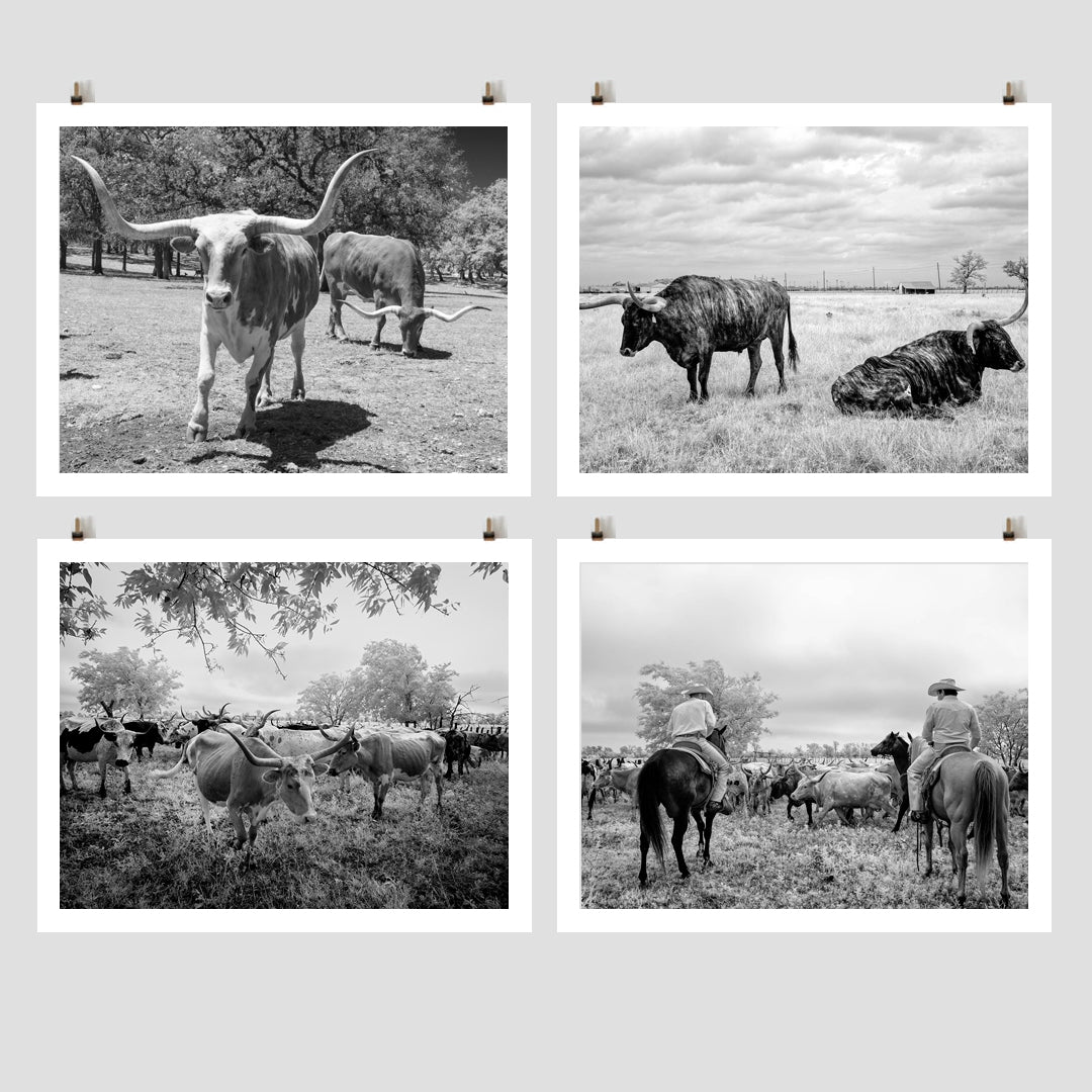 Longhorn Steer Photo Collection, Four Photos of Long-Horn Steers Historical Pix