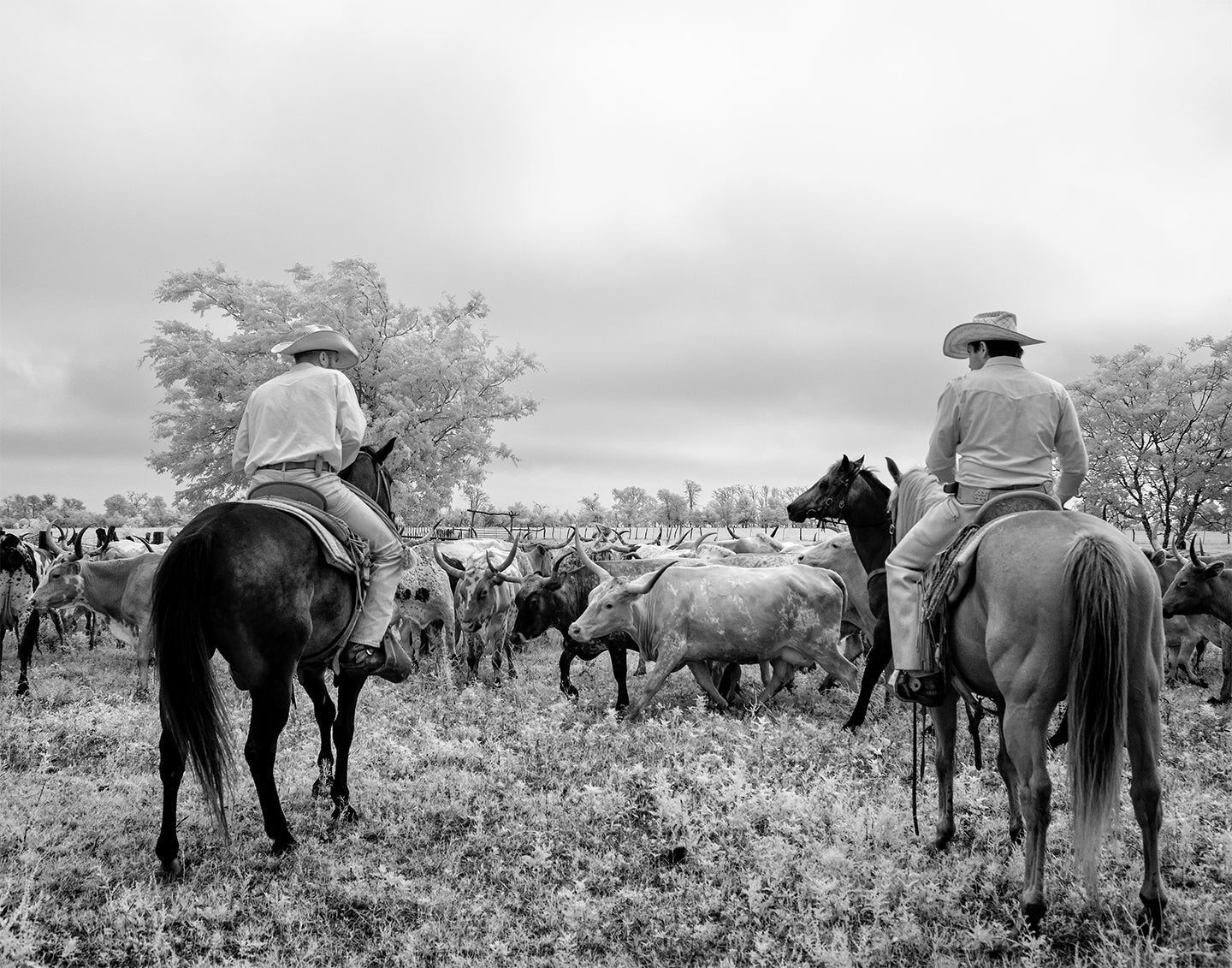 Longhorn Steer Photo Collection, Four Photos of Long-Horn Steers Historical Pix