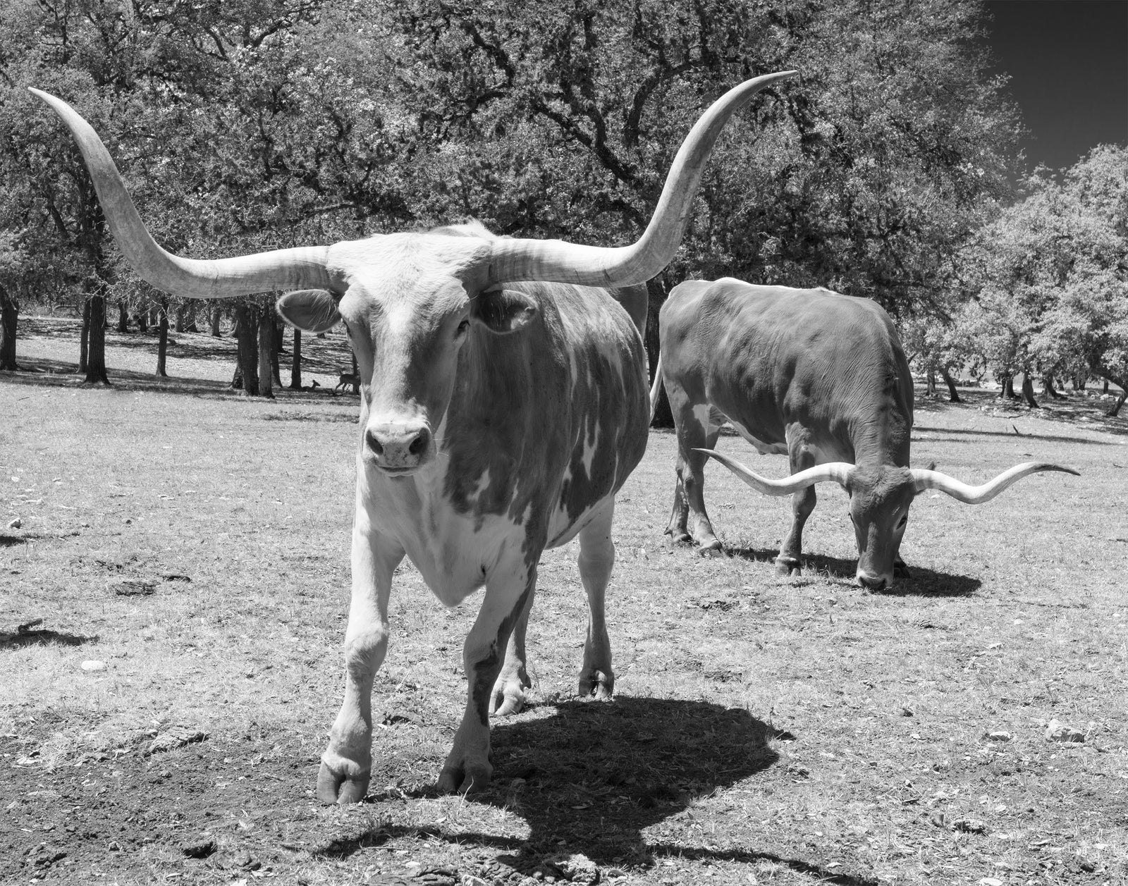 Longhorn Steer Photo Collection, Four Photos of Long-Horn Steers Historical Pix