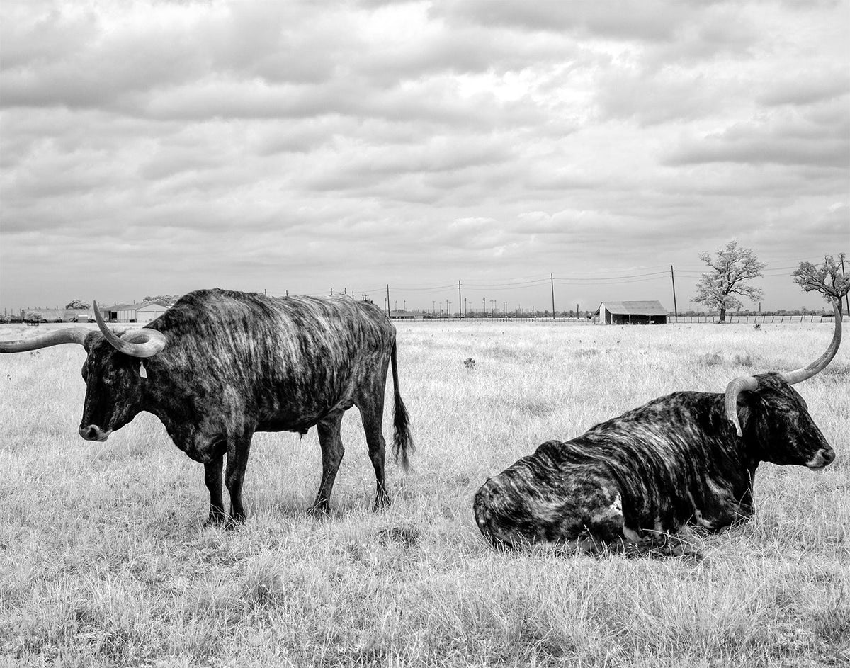 Longhorn Steer Photo Collection, Four Photos of Long-Horn Steers Historical Pix
