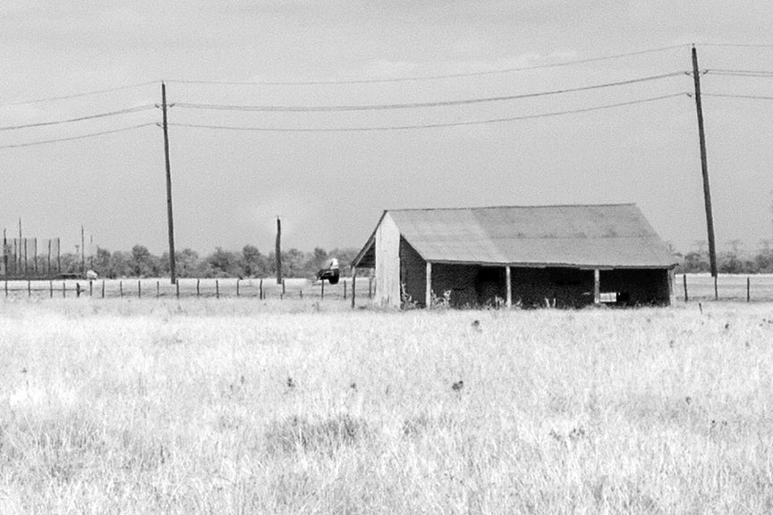 Longhorn Steer Photo, Texas Historical Pix