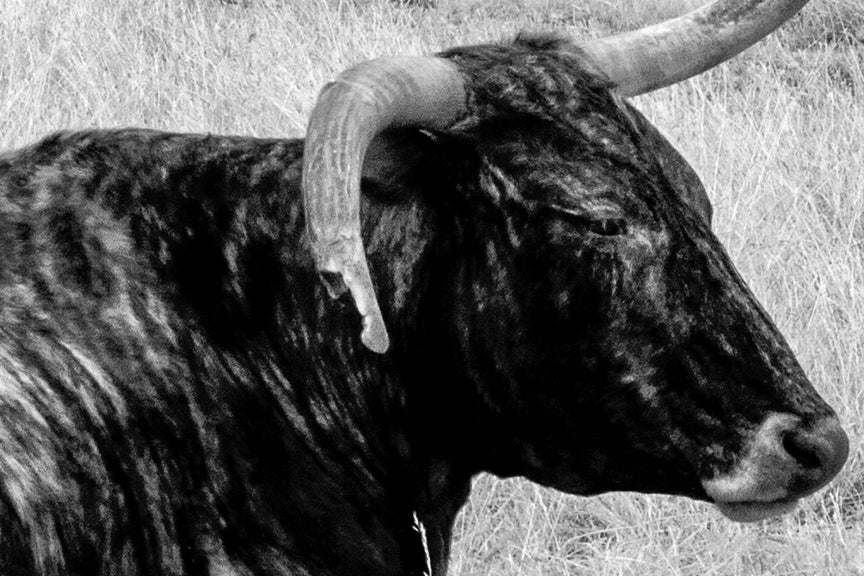 Longhorn Steer Photo, Texas Historical Pix