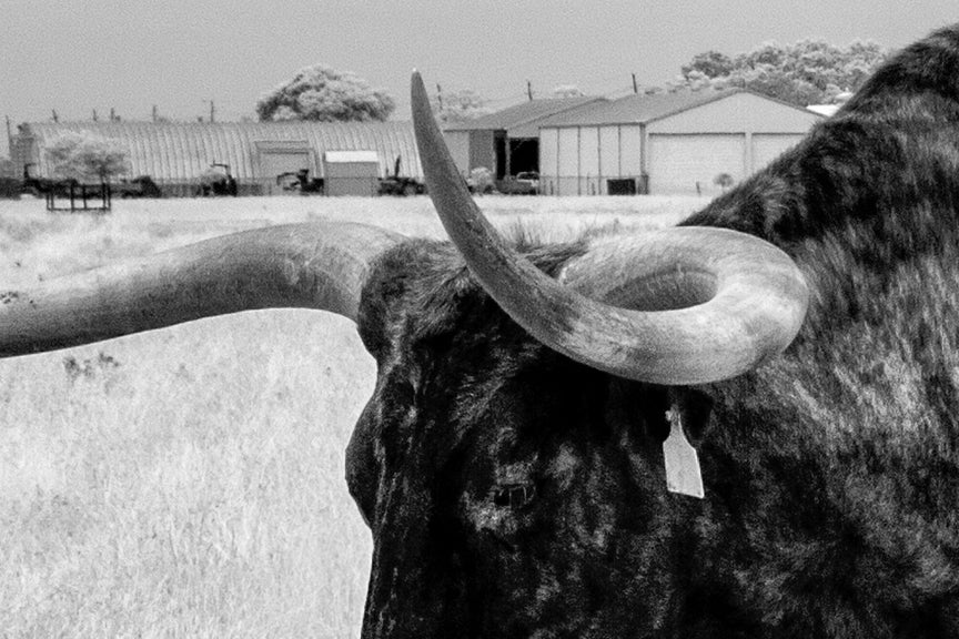 Longhorn Steer Photo, Texas Historical Pix