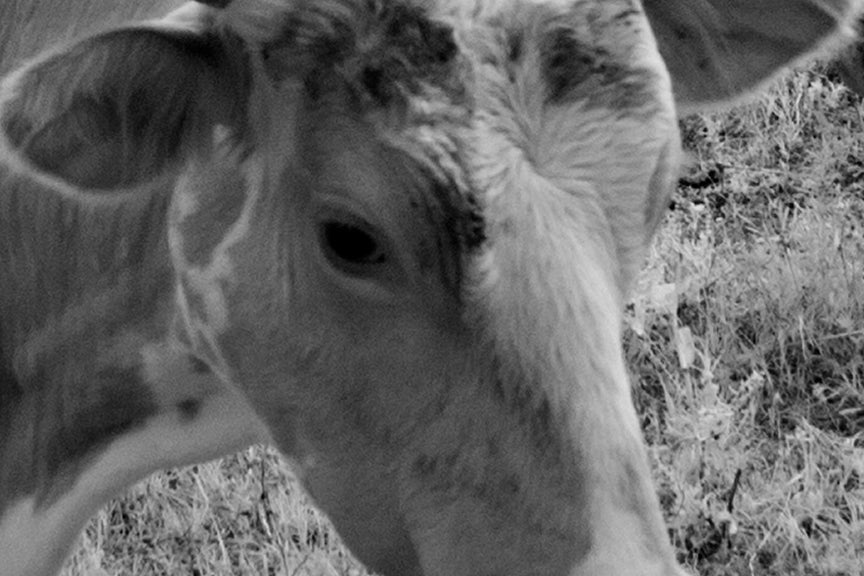 Longhorn Steer, Texas, 1940s Historical Pix
