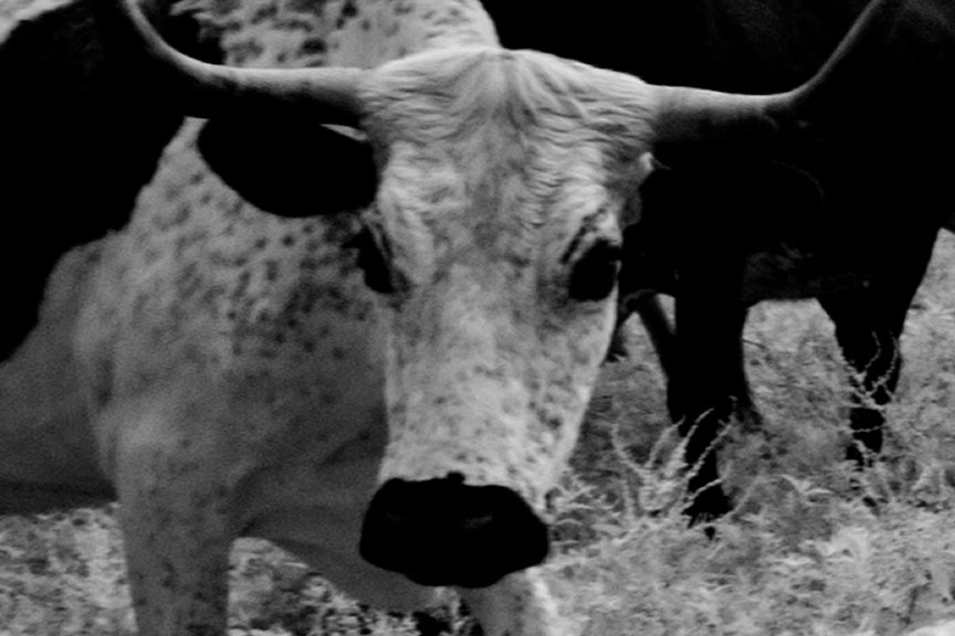 Longhorn Steer, Texas, 1940s Historical Pix