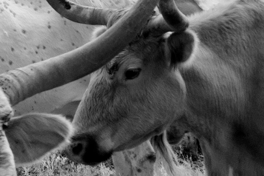 Longhorn Steer, Texas, 1940s Historical Pix