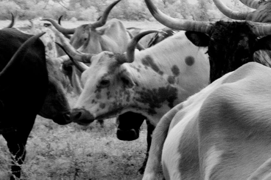 Longhorn Steer, Texas, 1940s Historical Pix