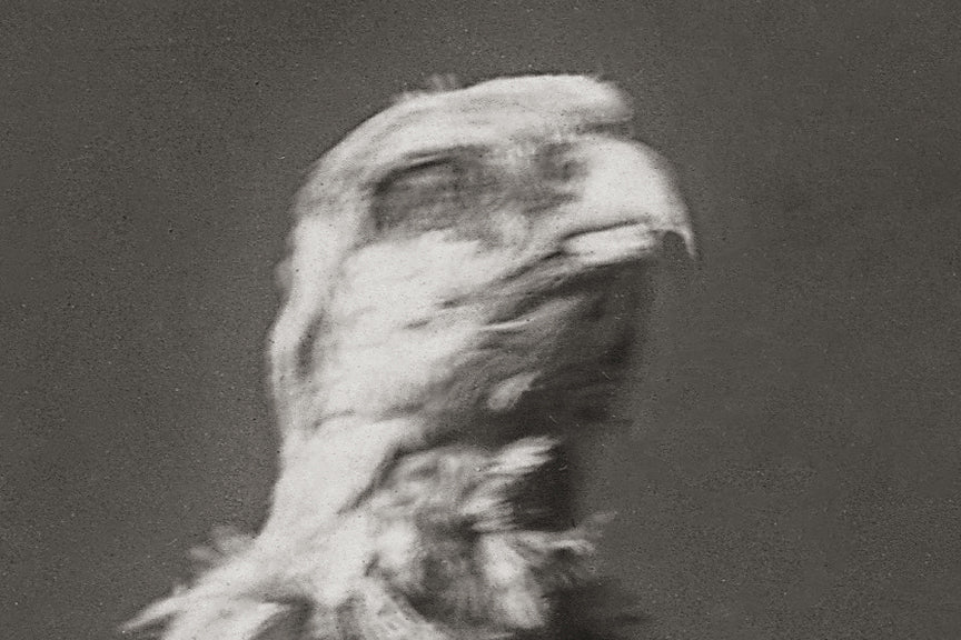 Native American Apsaroke Warrior, 1908 Historical Pix