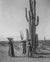 Native American Indian Women Gathering Fruit from Saguaro Cactus, 1907 Historical Pix