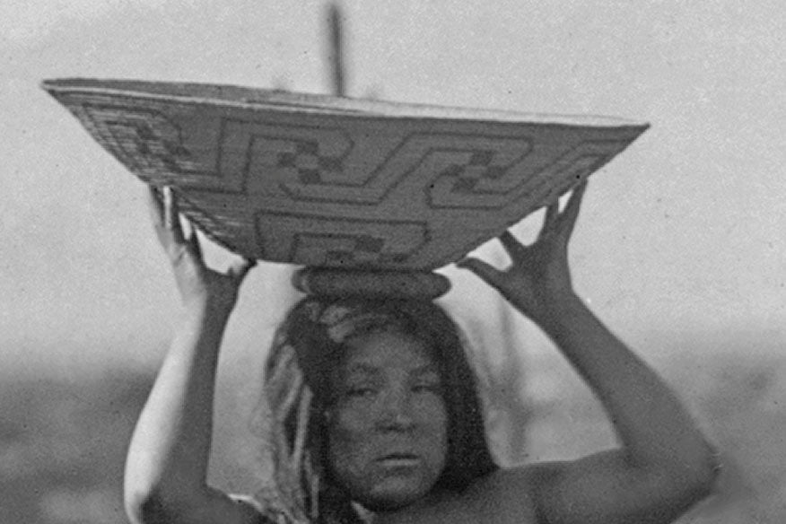 Native American Indian Women Gathering Fruit from Saguaro Cactus, 1907 Historical Pix