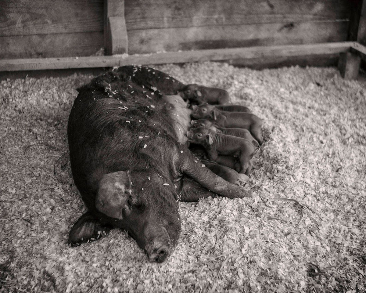 Pig Wall Photo Collection, Farmhouse and Country Photos Historical Pix