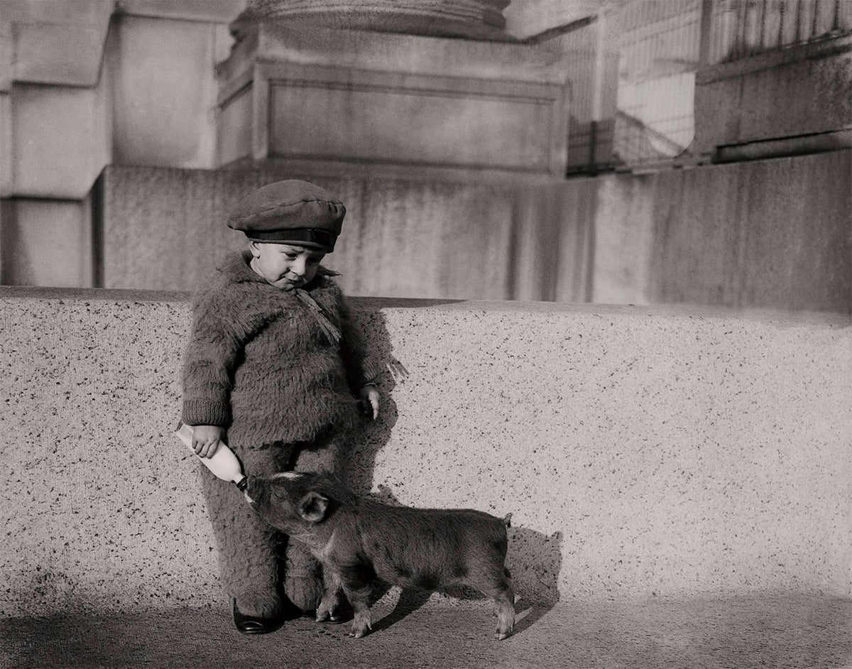 Pig Wall Photo Collection, Farmhouse and Country Photos Historical Pix