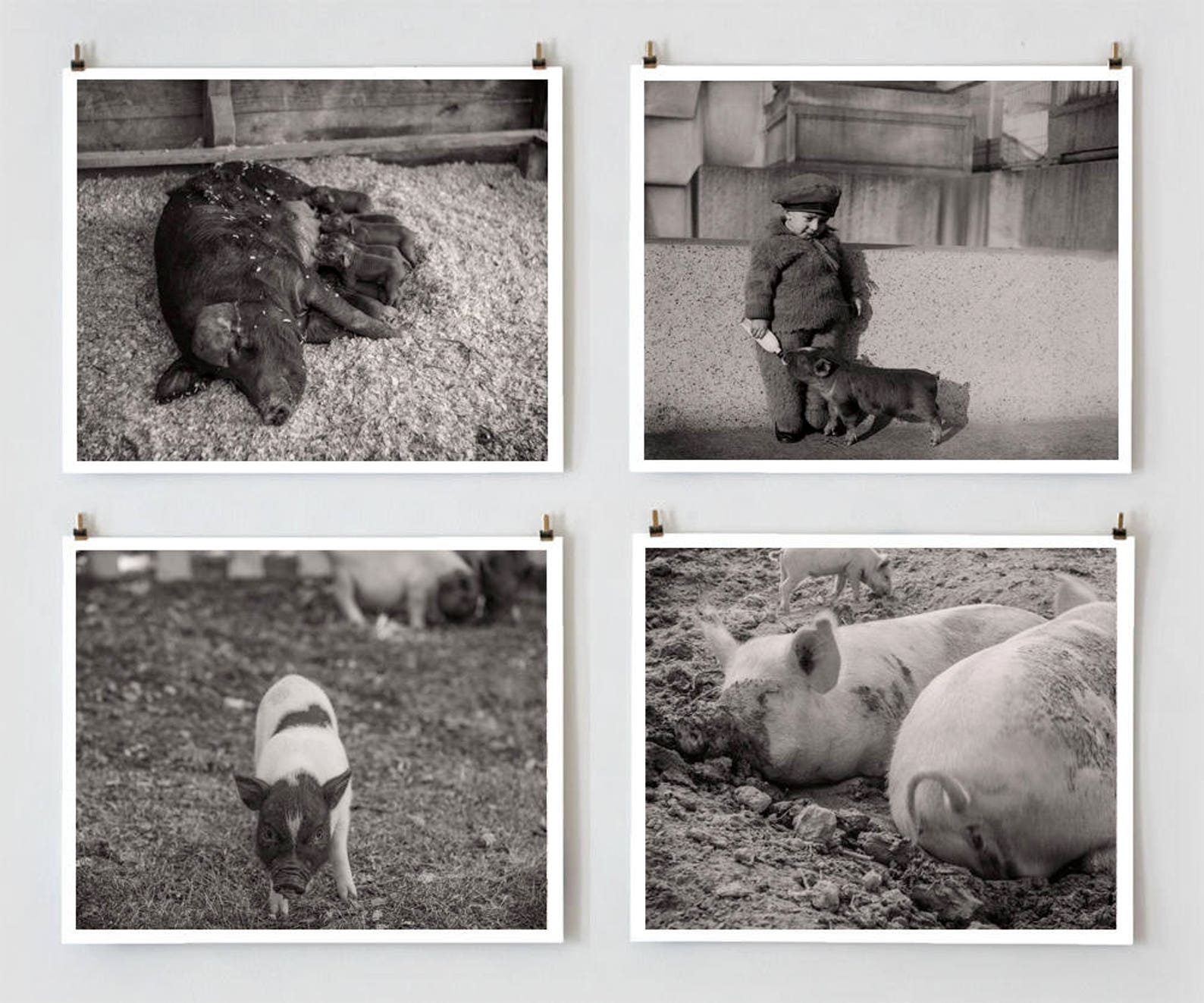 Pig Wall Photo Collection, Farmhouse and Country Photos Historical Pix