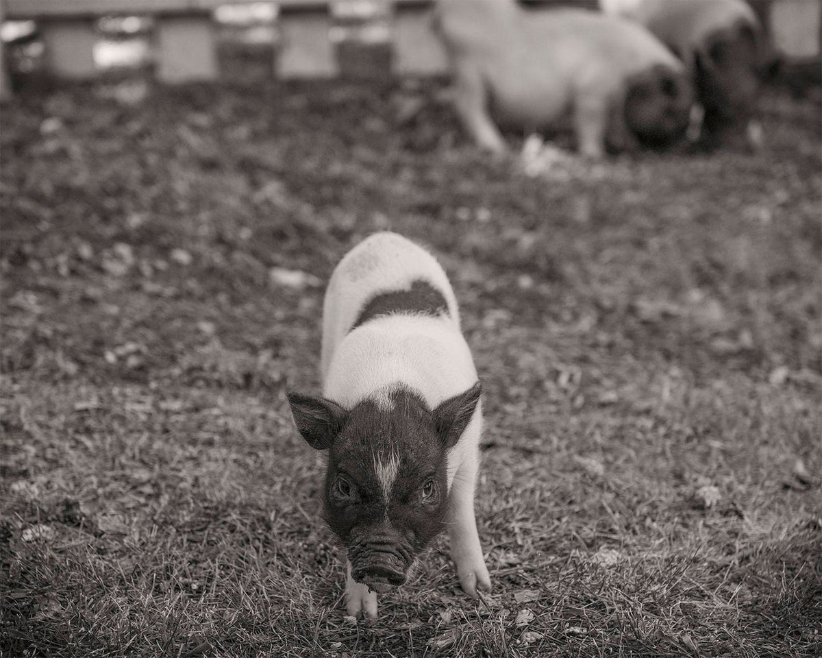 Pig Wall Photo Collection, Farmhouse and Country Photos Historical Pix