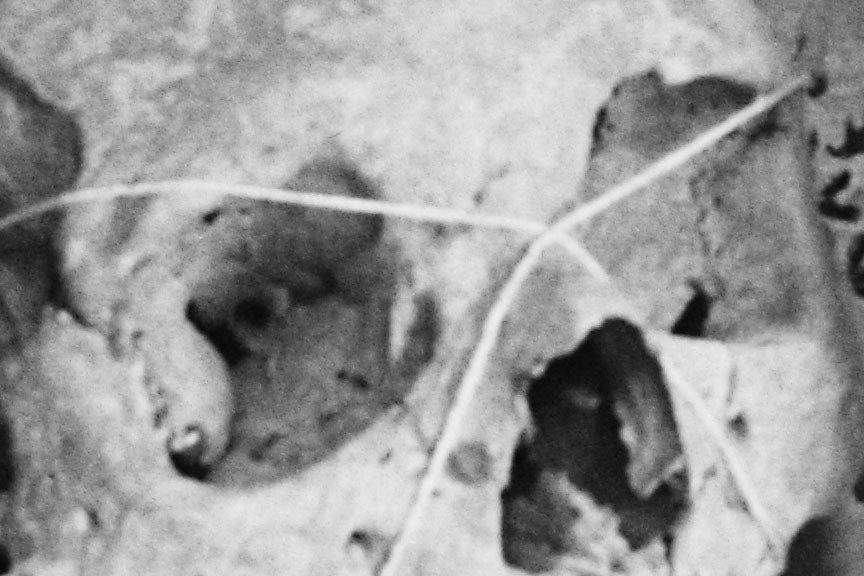 Scientist Examining Skulls, 1940s Historical Pix