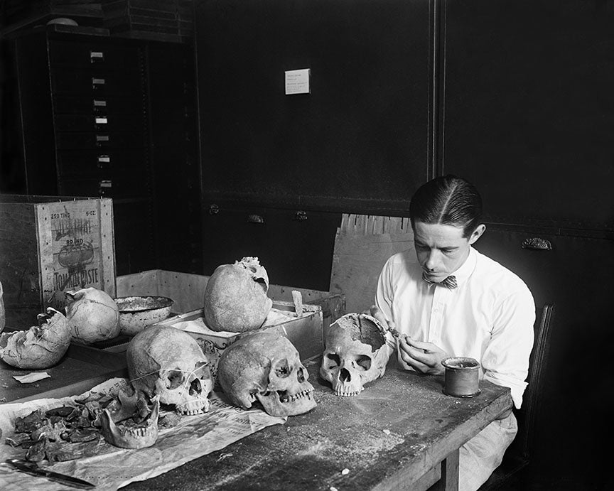 Scientist Examining Skulls, 1940s Historical Pix
