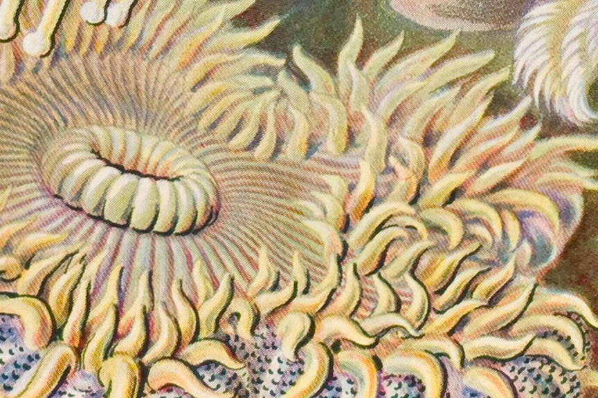 Sea Anemones, Ernst Haeckle Illustrated Print, 1800 Historical Pix