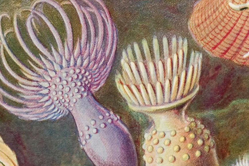 Sea Anemones, Ernst Haeckle Illustrated Print, 1800 Historical Pix