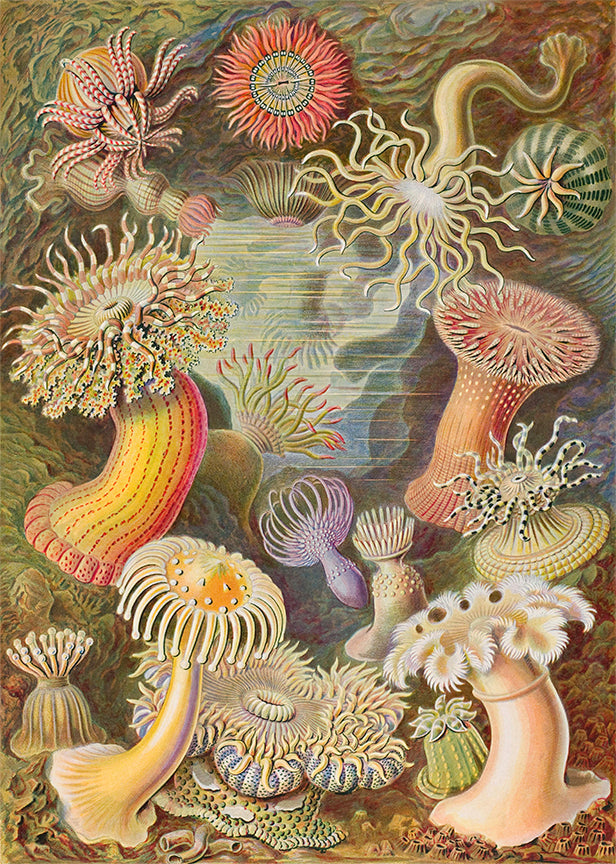 Sea Anemones, Ernst Haeckle Illustrated Print, 1800 Historical Pix